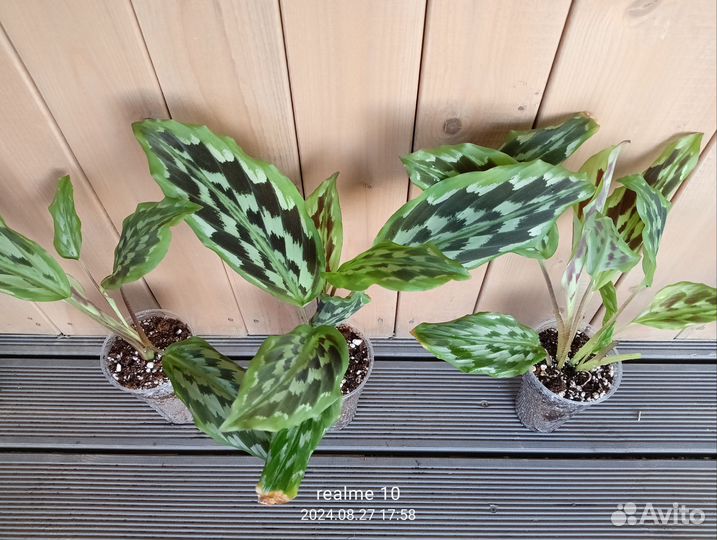 Кемпферия элеганс