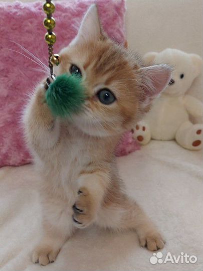 Золотая шиншилла девочка