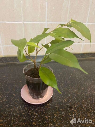 Фикус бенджамина