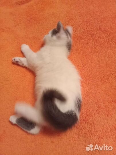 Отдаю котенка в добрые руки