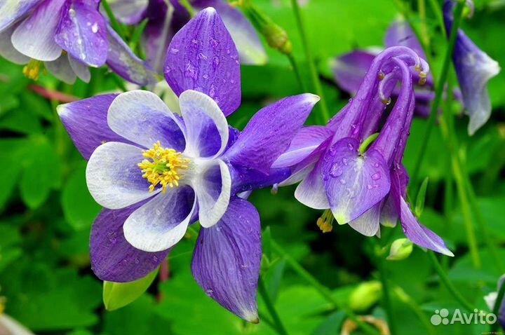 Лилейник и аквилегия