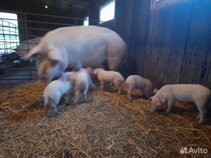 Продам поросят