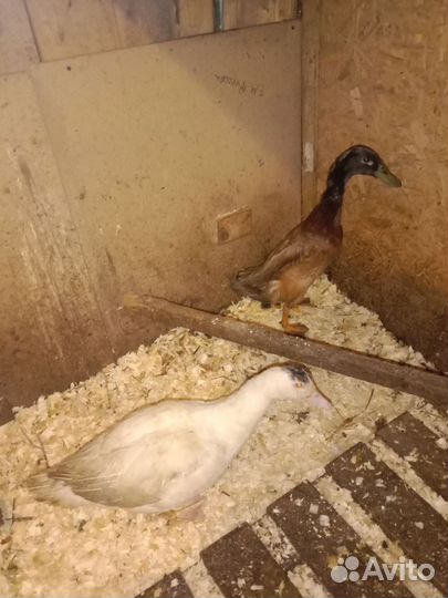 Утки индийский бегунок