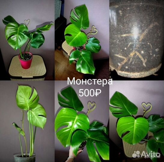 Комнатные растения