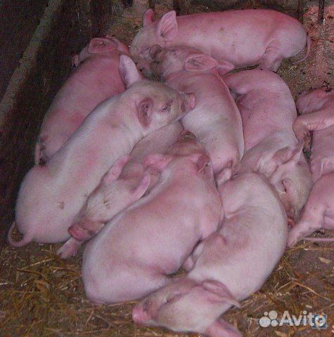 Поросята