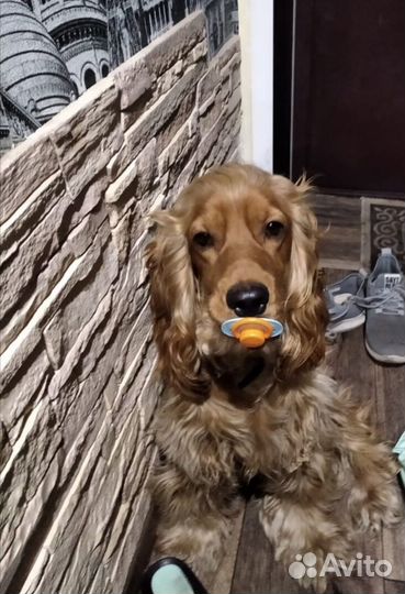 Кокер спаниель