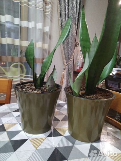 Сансевиерия муншайн