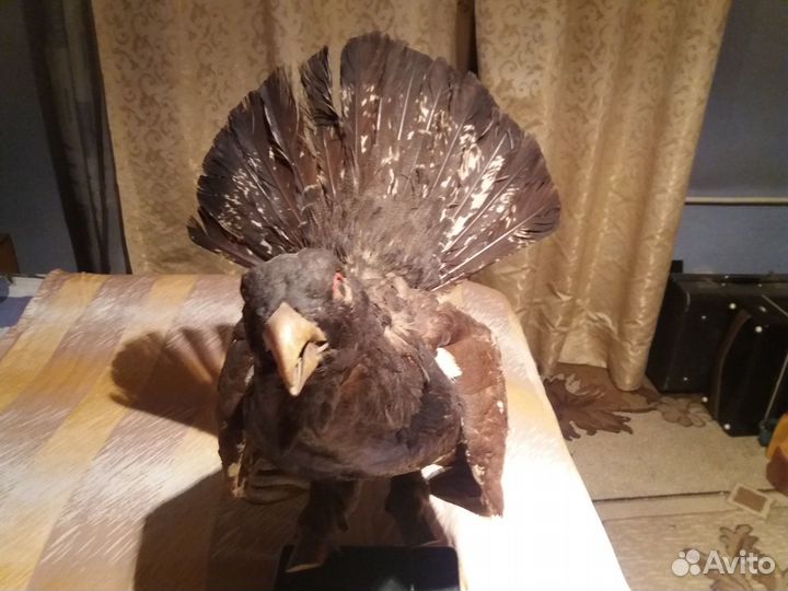 Чучело птицы