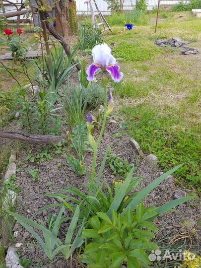 Ирис бородатый