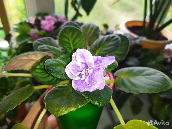 Фиалки сортовые