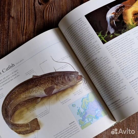 Винтажная книга про рыб на английском языке