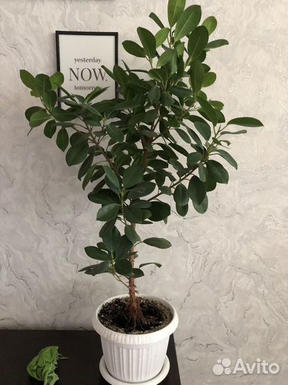 Сортовые фикусы