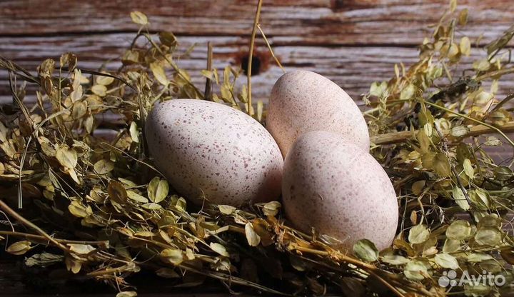 Инкубационное яйцо из Европы и России