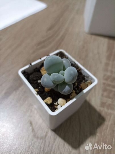 Суккулент Пахифитум овиферум