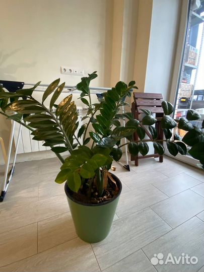 Замиокулькас и Спатифиллум