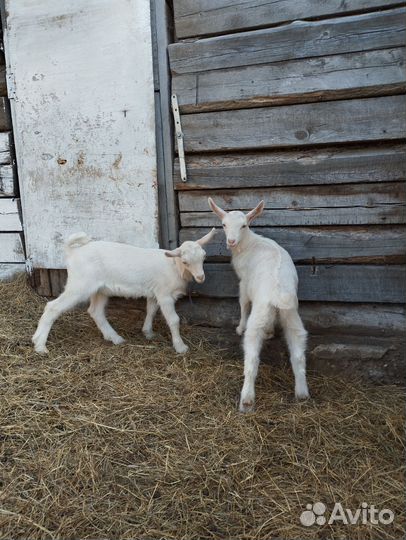 Козочки зааненско чешской породы