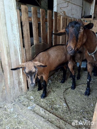 Чешская козочка