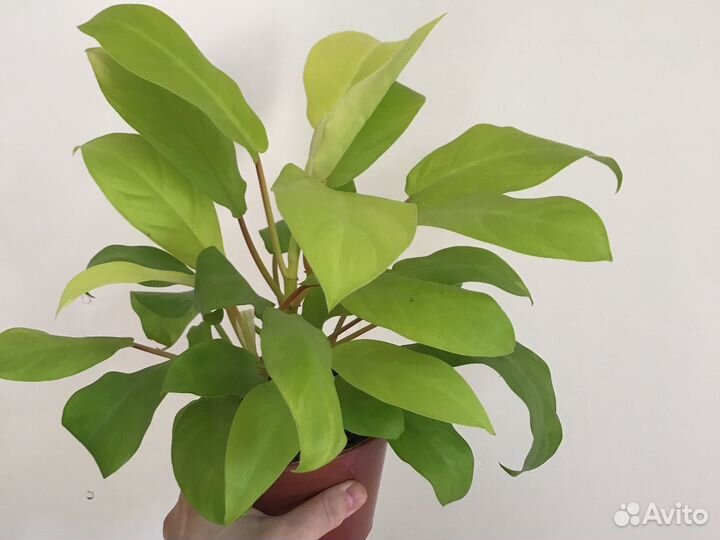 Филодендрон Голди Лок