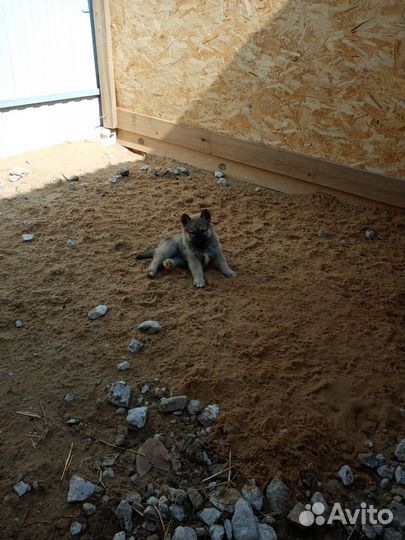 Продажа щенков