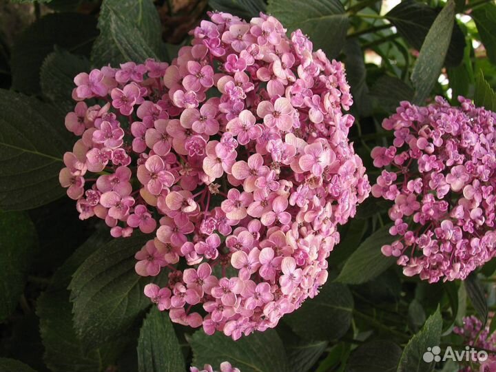 Гортензия, пальма банановая