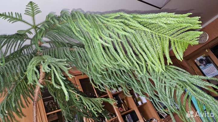 Большое растение араукарии