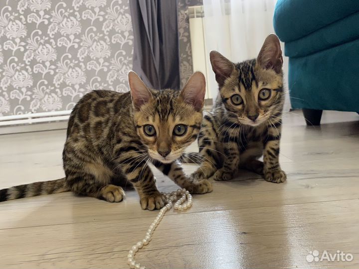 Бенгальские котята