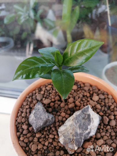 Комнатное кофе Арабика в керамическом горшочке