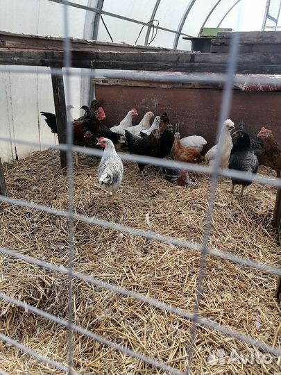 Куры молодки