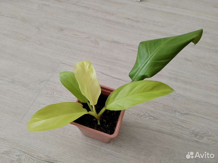 Филодендрон Малай голд