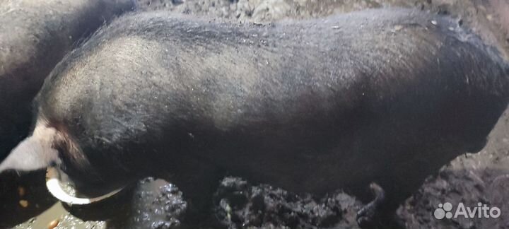 Вьетнамский хряк