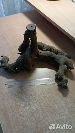 Коряга мангровая