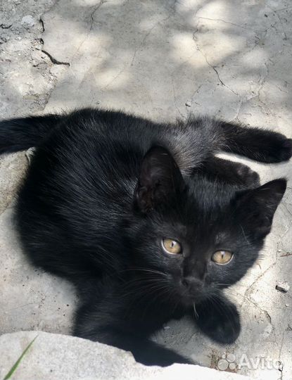 Отдам в хорошие руки котенка