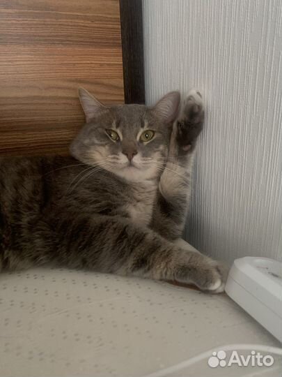 Британский кот