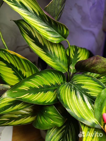 Калатея пинстрайп