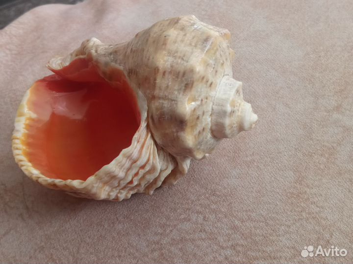 Ракушки для аквариума