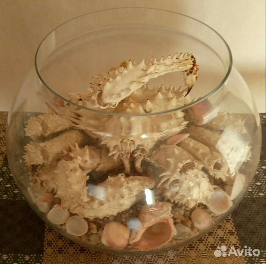 Сувенир, краб с ракушками