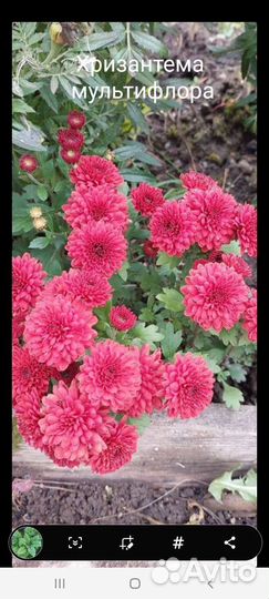 Хризантемы мультифлора