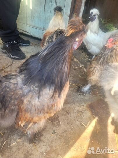 Бойцовые петухи