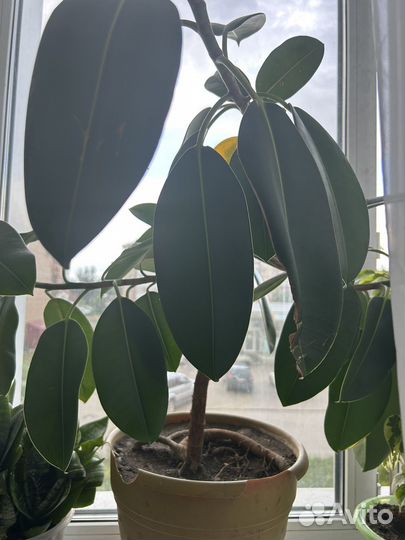 Домашние цветы