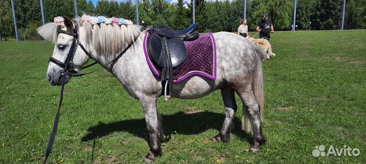 Карета,сани,телега,лошади,пони на праздник