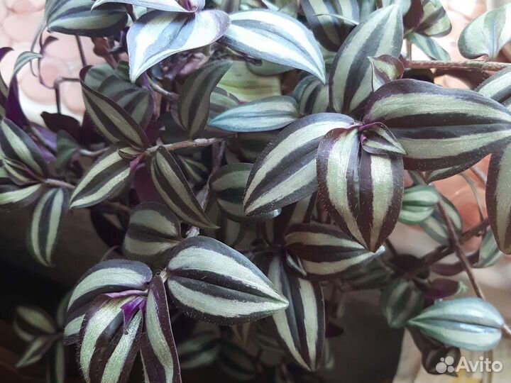 Традесканция зебрина висячая