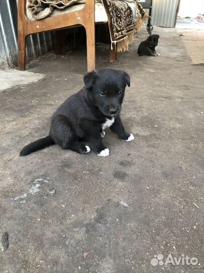 Щенки лабрадора