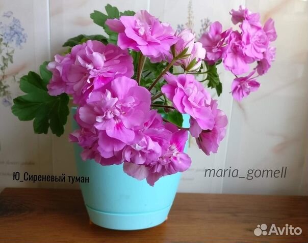 Пеларгония Сиреневый туман