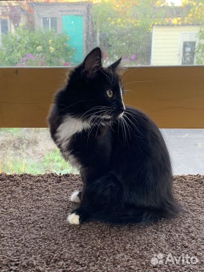 Котенок девочка