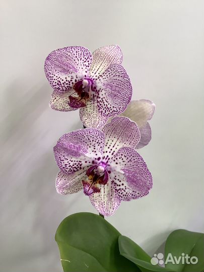 Орхидея фаленопсис Клеопатра