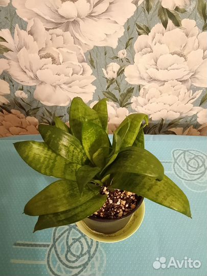 Микс растений (продолжение)