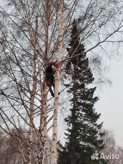 Спил и обрезка деревьев