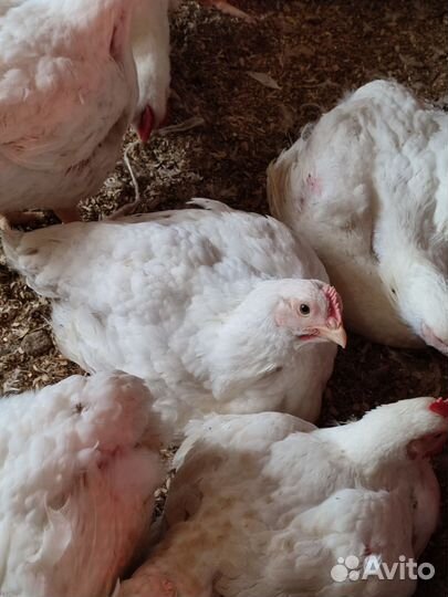 Домашние куры бройлеры
