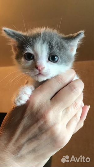 Три котенка и кошка ищут дом