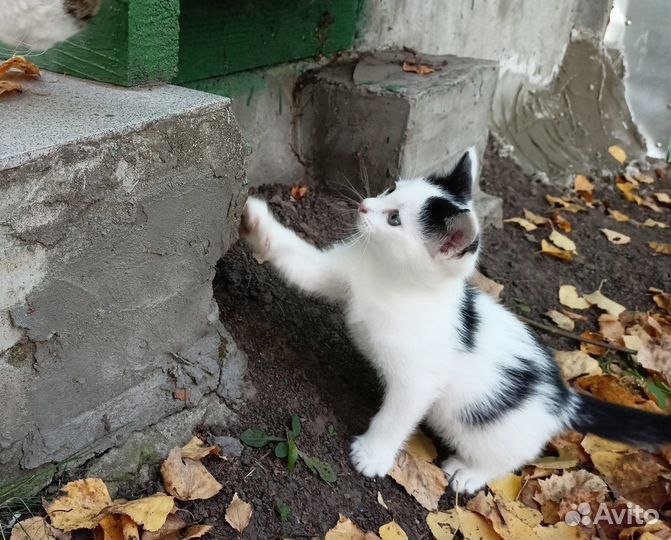 Котёнок